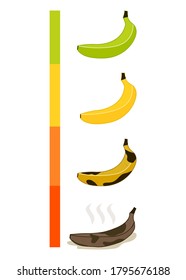 Cartoon flat ripeness of bananas vector illustration modern style 