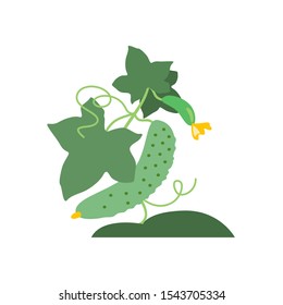 Cartoon flat vector illustration.  Cute cucumbers illustration. Vegetables. Gherkin.