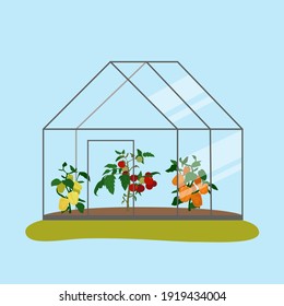 Cartoon flat vector illustration greenhouse. Vegetables. Hothouse.