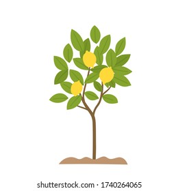 Cartoon flat vector illustration of lemon tree growing in soil. Fresh organic citrus tree garden plant