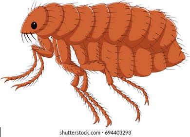 Cartoon flea isolated on white background