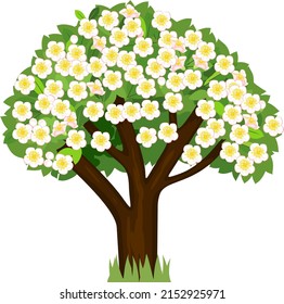 Cartoon flowering apple tree with white flowers isolated on white background