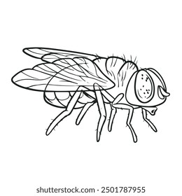 cartoon fly insect vector illustrations. you can give color you want. easy to edit.