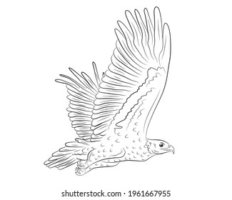 Cartoon flying wild eagle in isolate on a white background. Vector illustration.