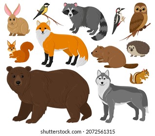 Cartoon forest animals, owl, bear, fox, raccoon and squirrel. Woodland wild animals and birds isolated vector illustration set. Woods wildlife fauna. Owl fox and bear cartoon, animals wild