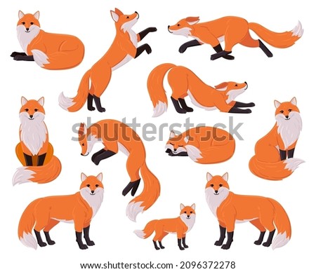 Cartoon foxes, forest red cute fox character. Woodland animal, forest wildlife predator sleeping, running, jumping vector illustration set. Funny red fox mascot. Orange animal in different poses