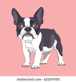 Cartoon French Bulldog on a pink background. Vector illustration.