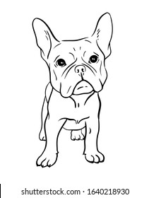 Cartoon French Bulldog on white background. Vector illustration.