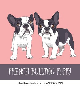 Cartoon French Bulldog Puppies on a pink background. Vector illustration.