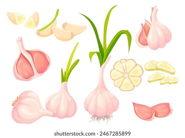 Caricatura de ajo fresco. Ajo bulbo planta cruda y rebanar la cabeza de verdura picada mitad pelada, condimento blanco natural alimentos saludables vegetales Ilustración vectorial de la planta de ajo, condimento de nutrición