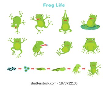 Cartoon frog. Cute green frogs, isolated wild animal in different poses. Life cycle, biology vector illustration