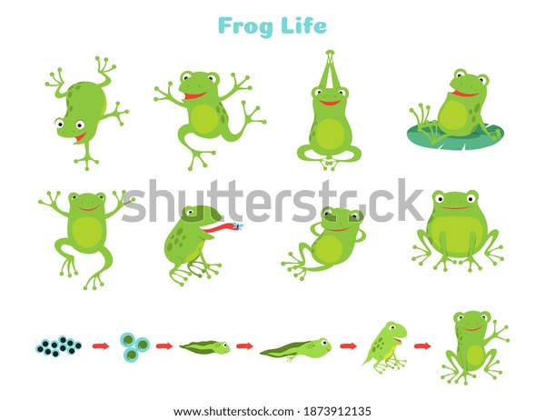 Cartoon frog.\
Cute green frogs, isolated wild animal in different poses. Life\
cycle, biology vector\
illustration