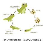 Cartoon frog life cycle, eggs, tadpole, froglet, amphibian evolution. Green frogs, water animals development in natural habitat flat vector illustrations set. Frogs metamorphosis scheme