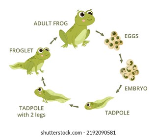 Cartoon Frog Life Cycle, Eggs, Tadpole, Froglet, Amphibian Evolution. Green Frogs, Water Animals Development In Natural Habitat Flat Vector Illustrations Set. Frogs Metamorphosis Scheme