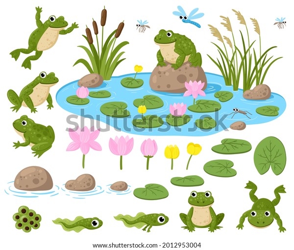 Cartoon frogs. Cute amphibian mascots, frogspawn,\
tadpoles, green frogs, water lilies, summer pond and insects vector\
illustration set. Frogs nature habitat. Tadpole cute, baby frog and\
toad