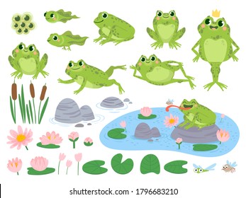 Мультяшные лягушки. Зеленая милая лягушка, яичная масса, головастик и лягушка. Водные растения лист кувшинки, жабы дикой природы вектор жизни набор. Тростник и цветы. Персонаж на пруду ловит насекомых