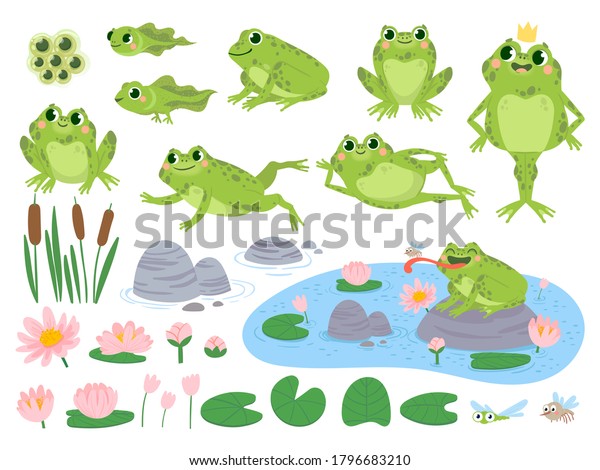 Cartoon frogs.\
Green cute frog, egg masses, tadpole and froglet. Aquatic plants\
water lily leaf, toads wild nature life vector set. Reed and\
flowers. Character on pond catching\
insect