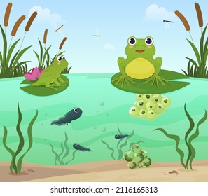 Cartoon frogs sitting on lily leaves at pond nature environment surrounded by reeds vector flat illustration. Biology ecosystem with plant, amphibians, algae, water, tadpoles, eggs. Natural aquatic