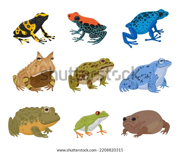 Cartoon Frogs Toads Amphibian Animals Species Stock Vector (royalty 