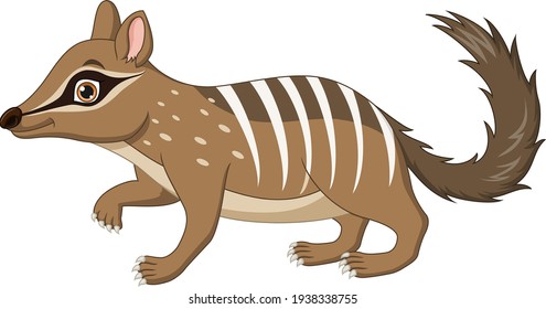 Cartoon funny numbat on white background