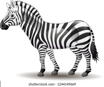 Cartoon funny zebra posing isolated on white background