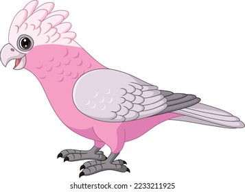 Cartoon Galah Cockatoo Parrots Bird