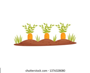 Cartoon garden bed with carrots on a white background. Vector illustration.