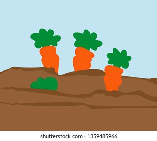 Cartoon garden bed with carrots, vector illustration
