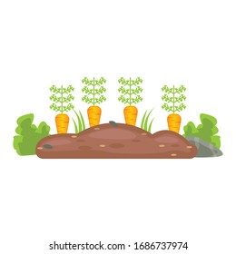 Cama de jardín de caricatura con zanahorias, ilustración vectorial.