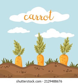 Cartoon garden bed with ripe carrots. Growth stage, development and productivity. Vegetable growth, cultivation. Seedling, sapling, gardening. Planting process. Vector plant hand drawn illustration.