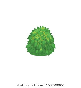 Cartoon garden bush. Vector illustration on white backgrounds.