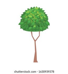 Cartoon garden tree. Vector illustration on white backgrounds.