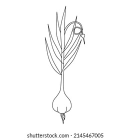 Cartoon garlic with stem, leaf, cloves. Black and white vector illustration for coloring book. Healthy organic vegan food. Proper nutrition