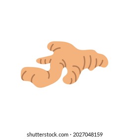 Cartoon ginger isolated. Vector stock illustration of ginger. Perennial herb on a white background.