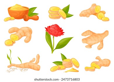 Cartoon ginger root. Sliced fresh aromatic gingers and dry powder shots, spice herb healthy plant fresh raw vegetable roots organic medicine colorful neat vector illustration of food fresh ginger