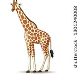 Cartoon giraffe isolated on white background