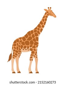 Cartoon giraffe on a white background. African herbivore mammal. Zoo and safari. Vector isolated baby illustration