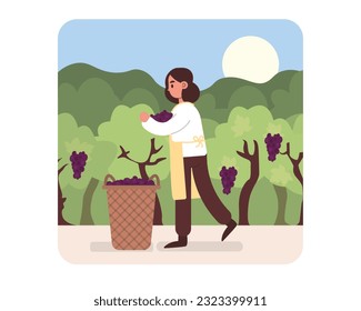 Cartoon girl picks grapes in basket in vineyard. Process of making alcoholic drinks. Winemaking using organic grapes. Wine production industry. Vector illustration