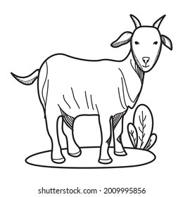 Cartoon goat doodle for Eid al-Adha with white background