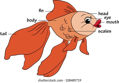 Cartoon goldfish. Vocabulary of body parts. Vector illustration.