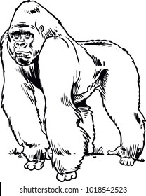 Cartoon gorilla isolated on white background