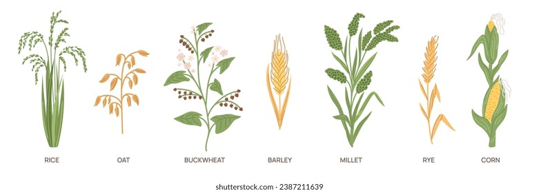Cartoon grain crops. Different cereal grasses. Agricultural plants. Buckwheat and rice. Ear of corn. Oat and rye field. Edible seeds. Barley harvest. Millet stem. Garish