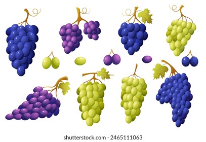 Cartoon grape vinery and berries. Bunches of red and white grapes with leaves. Natural fresh wine and juice raw ingredients, vitamin food nowaday vector set