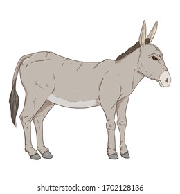 Cartoon Gray Donkey. Vector Hand Drawn Illustration.