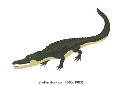 Cartoon green crocodile danger predator and australian wildlife river reptile carnivore alligator with scales teeth flat vector illustration.