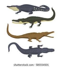 Cartoon green crocodile danger predator and australian wildlife river reptile carnivore alligator with scales teeth flat vector illustration.