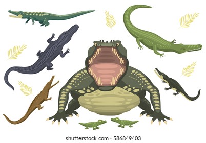 Cartoon green crocodile danger predator and australian wildlife river reptile carnivore alligator with scales teeth flat vector illustration.