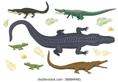 Cartoon green crocodile danger predator and australian wildlife river reptile carnivore alligator with scales teeth flat vector illustration.