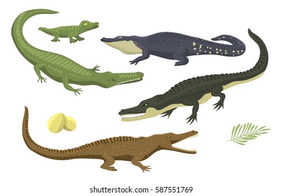 Cartoon green crocodile danger predator and australian wildlife river reptile carnivore alligator with scales teeth flat vector illustration.