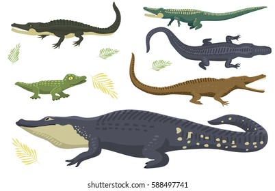 Cartoon green crocodile danger predator and australian wildlife river reptile carnivore alligator with scales teeth flat vector illustration.